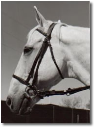 Silver...a 19 year old appendix quarter horse gelding